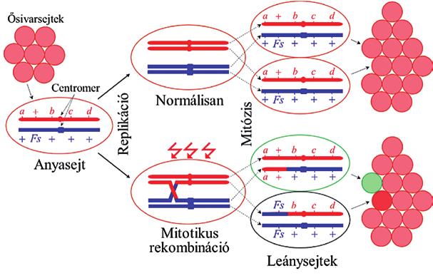 10. ábra. Séma Fs mutációk térképezésre. Itt a, b, c és d recesszív marker-mutációk, + a vadtípusú allélok jele.