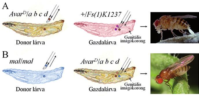 12. ábra. Petefészek kimérák készítése lárvális petefészkek átültetésével.