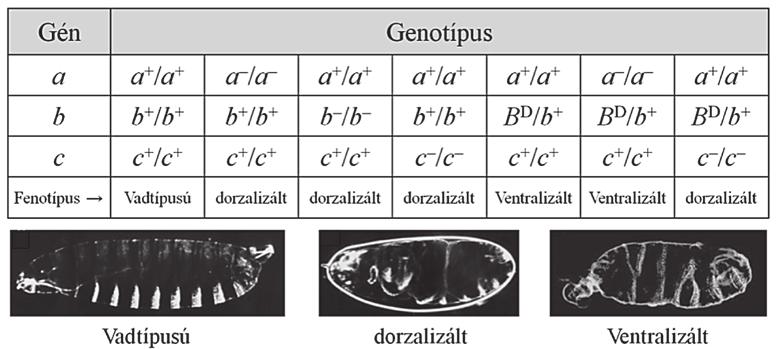 13. ábra. A komplementációs analízis elvi alapja.