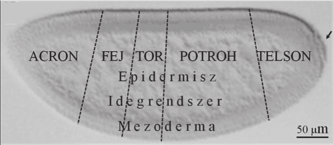 A jelenség nem túl meglepő, ha tudjuk, hogy a muslica nagyjából 16,5 ezer génje közül kb.