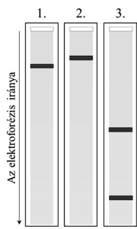 20. ábra. A Southern hibridizáció sematikus ábrázolása.