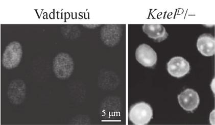 használtak. (A digitonin a piros gyűszűvirágból Digitalis purpurea izolálható szteroid típusú detergens. Vele permeabilizálható a sejthártya, a sejtek citoplazmájából kimosható sok fehér je féleség.