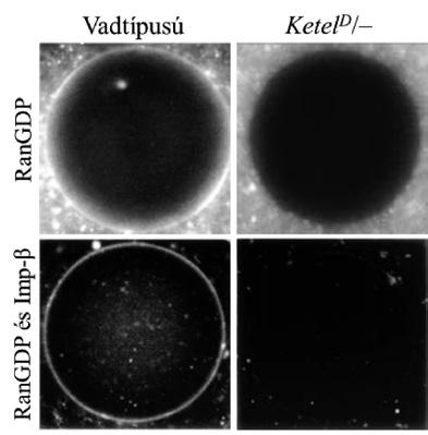 Hogy Imp-β valóban szükséges a sejtmaghártya képződéshez, további kísérletekben bizonyítottuk (Tirián et al. 2003).