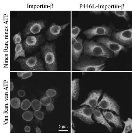 28. ábra. Az Imp-β és a P446L-Imp-β helye digitoninnal permeabilizált sejtekben Ran (és a sejtmagi fehérje importban résztvevő társak) valamint ATP hiányában, illetve jelenlétében.
