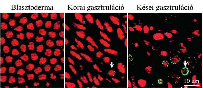 30. ábra. A zigóta apai eredetű ketel GFP génje a korai gasztruláció során kezd expresszálódni. A kromatint vörösen fluoreszkáló hiszton-rfp molekulák világítják ki.