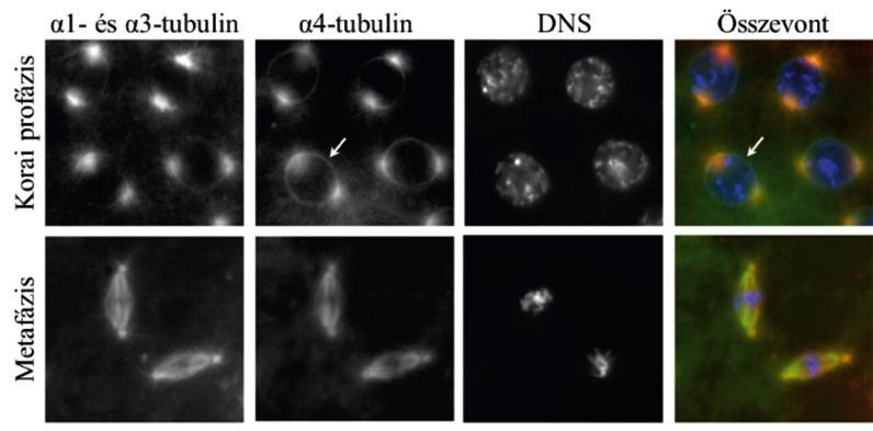 42. ábra. Az α1- és α3-tubulin, valamint az α4-tubulin is a mikrotubulusok alkotója. Az α4-tubulin előszeretettel van jelen azokban az ún.