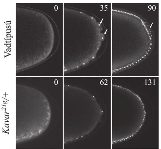 Centrosomin-GFP-vel kivilágított centroszómák viselkedése vadtípusú és Kavar 21g /+ nőstények embrióiban. (Centrosomin a centroszómákat alkotó fehérjeféleségek egyike; Heuer et al. 1995.