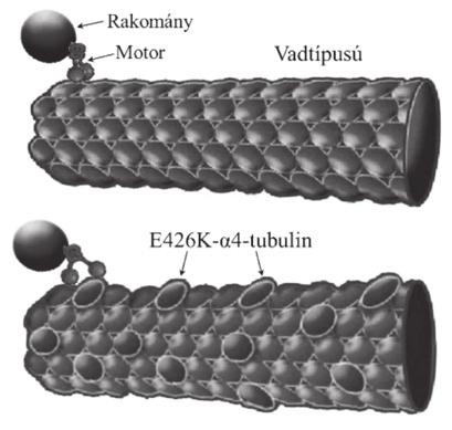 49. ábra. A Kavar 21g -kódolt E426K-α4-tubulin molekulák beépülnek mikrotubulusokba, és megnehezítik a motor molekulák haladását.