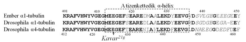 50. ábra. Az α-tubulinok 12. α-hélixe erősen konzervált. A többi α-tubulintól kissé különböző α4-tubulin 12. α-hélixe a többi α-tubulinnal 88% azonosságot, és 100% homológiát mutat.