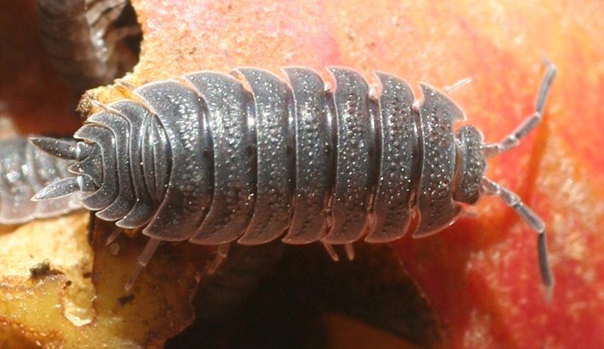 Porcellio