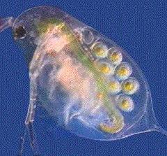 Daphnia