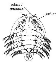Argulus foliaceus alosztály: Branchiura rend: