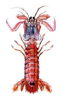 A tor végtagjai első néhány pár láb: állkapcsiláb (maxillipedes): szelvényeik a fejjel többnyire összeforrnak, a táplálékot továbbítják a