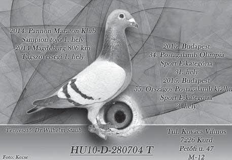 ÖREGEK Standard HÍMEK Standard TOJÓK Standard FIATAL HÍMEK Standard FIATAL TOJÓK
