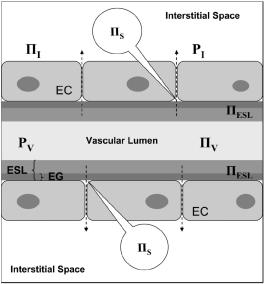 Anaesthesiology 2004;100:1211-23 Krisztalloidok Az oldatot a pótlandó folyadékvesztés (hányás, hasmenés, izzadás, vizelet, stb) típusának megfelelően választjuk meg Szabad víz tartalmú oldatok: az