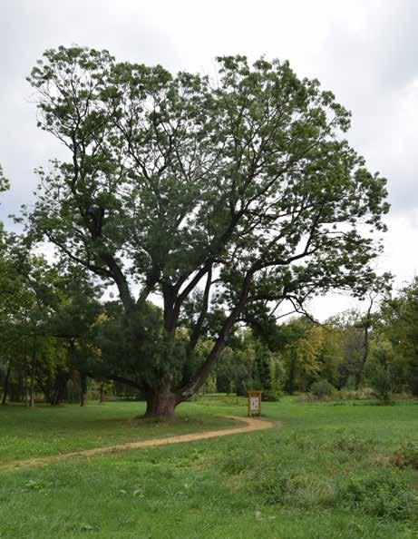 megtalálhatók 100 év körüli fák, s ahol cél az értékes