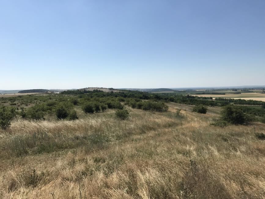 A Tóhely-domb és környéke része annak a Vértes déli lábánál végighúzódó élőhely láncolatnak, amely a Zámolyi-medence