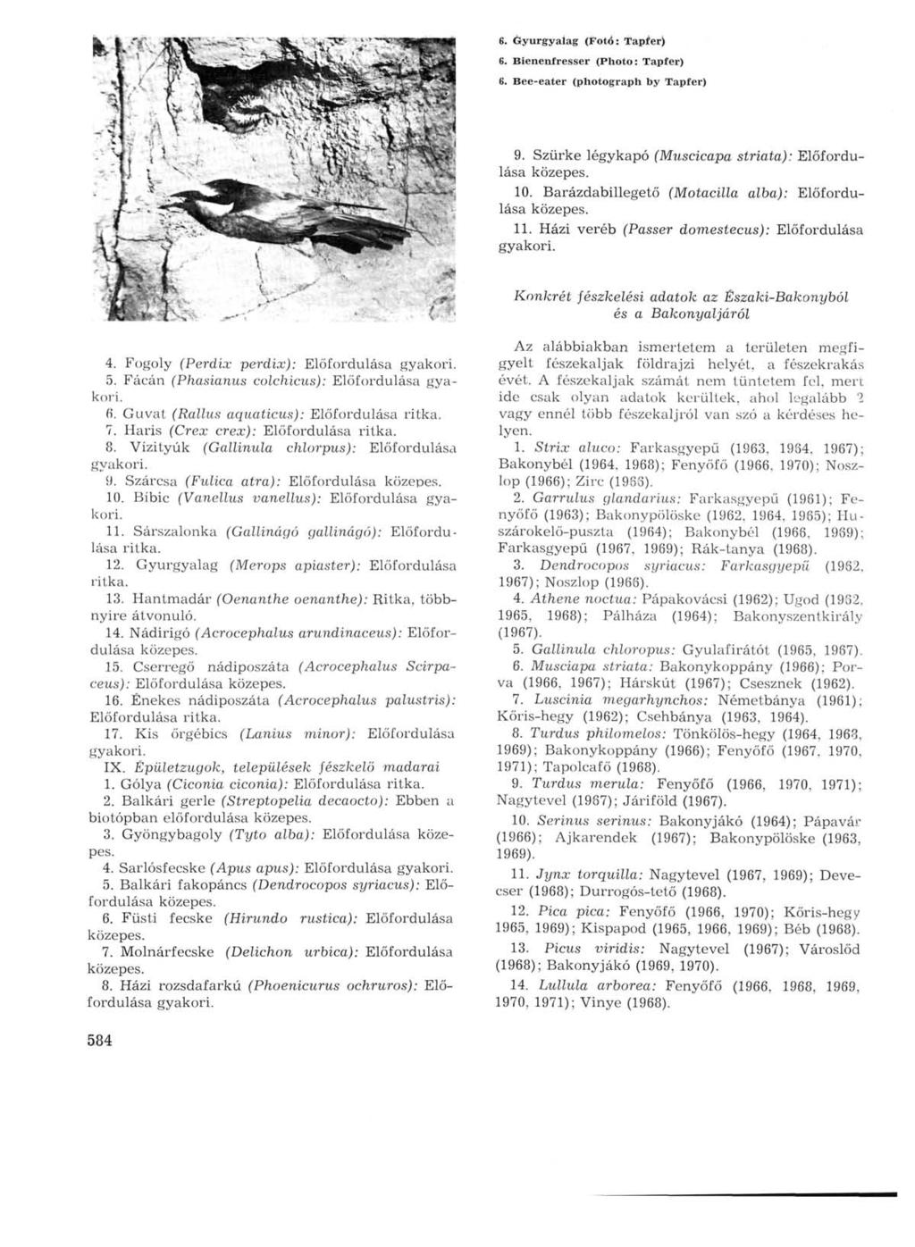 6. Gyurgyalag (Fotó: Tapfer) 6. Bienenfresser (Photo: Tapfer) 6. Bee-eater (photograph by Tapfer) 9. Szürke légykapó (Muscicapa striata): Előfordulása 10.
