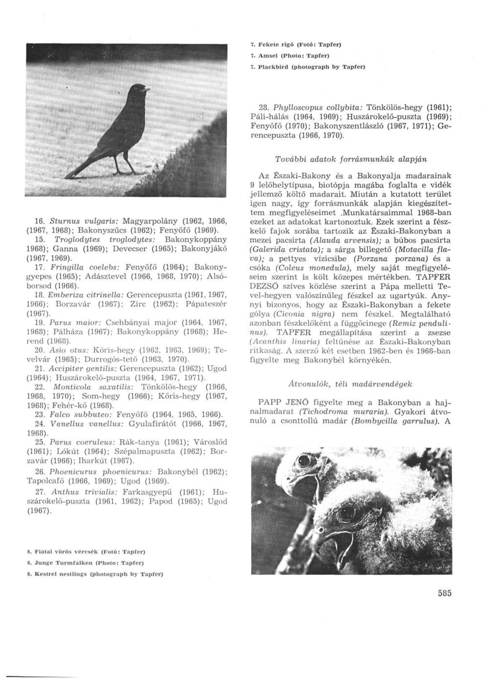 7. Fekete rigó (Fotó: Tapfer) 7. Amsel (Photo: Tapfer) 7. Plackbird (photograph by Tapfer) 28.