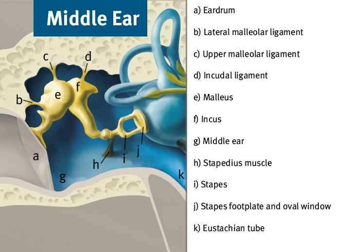 Külső fül Feladata: összegyűjti, tereli a hangt, vezeti a hangt (légvezetés), védi középfület.