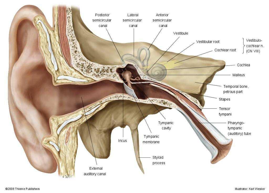 Középfülgyulladás szövődményei látás, A külső hallójárat gyulladásai