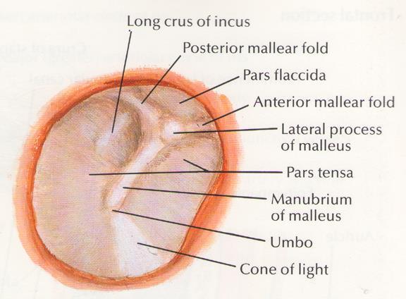 Dobhártya 0,1 mm vastag ellipszis alakú membrán ~ 0,55 cm 2 felületű, 2 mm magas kúpfelszín Dobgyűrűn van rögzítve (anulus fibrocartilagineus) pars tensa 3 rétegű: - stratum cutaneum (bőr) -stratum