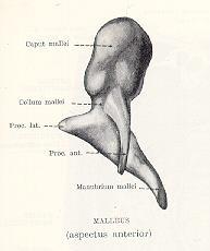 Kalapács (malleus) Processus lateralis Processus anterior