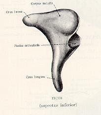 Üllő (incus) Crus brevis ligamentum