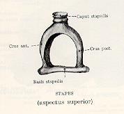 Kengyel (stapes) Crus anterius és posterius Basis stapedis (3,2 mm 2 ) > horisontalis síkban > beilleszkedik a