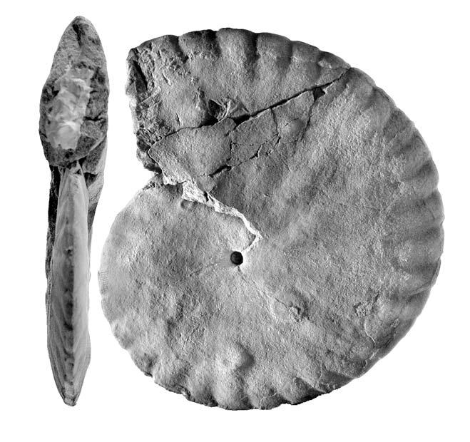 A Dunántúli-középhegység oxfordi-barremi (felső-jura alsó-kréta) rétegsora: cephalopodafauna,