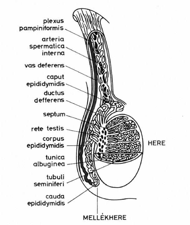 A here anatómiája Fonyó: Orvosi Élettan, Medicina, Budapest, 1997, Fig. 33-4.