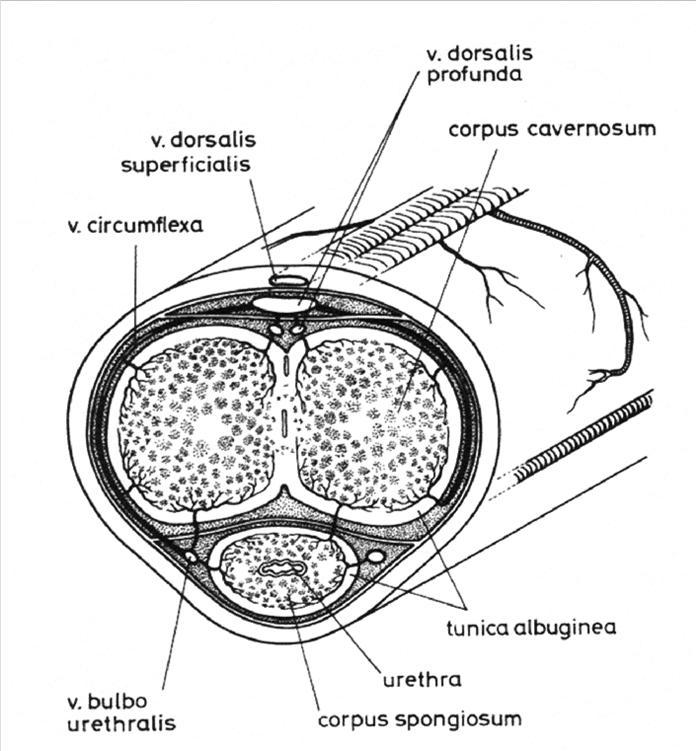 A pénisz szerkezete Fonyó: Orvosi