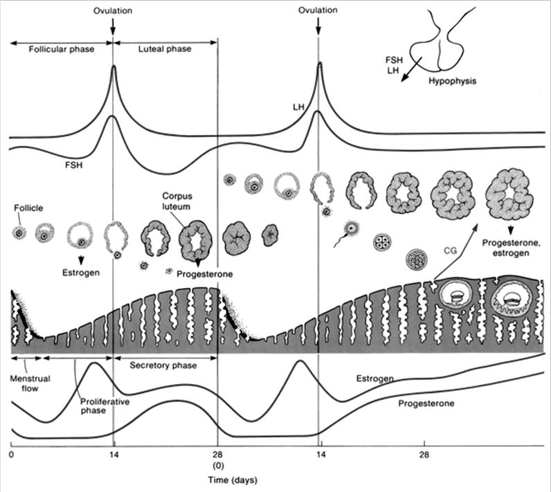A méhnyálkahártya ciklusa Eckert: Animal Physiology, W.H.Freeman and Co., N.Y.