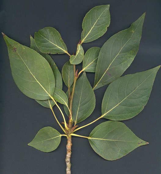 Populus simonii