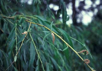 I-1/59 I-4/59 Veliki Bajar Salix x chrysocoma