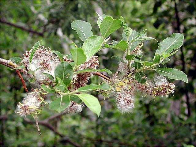 Salix