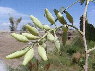 Populus