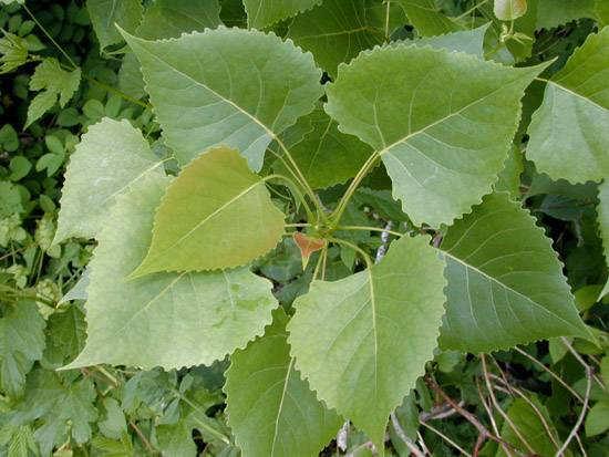 Populus