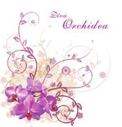 Újdonságok az orchidea