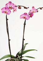 divaorchidea.
