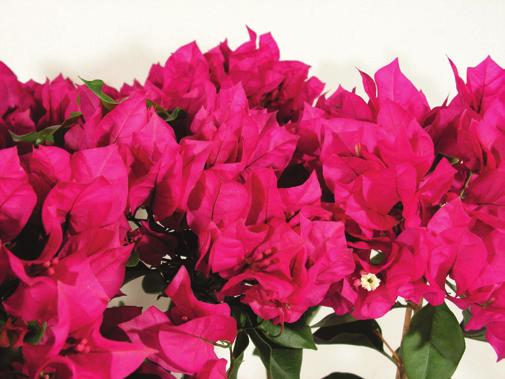 Impatiens,