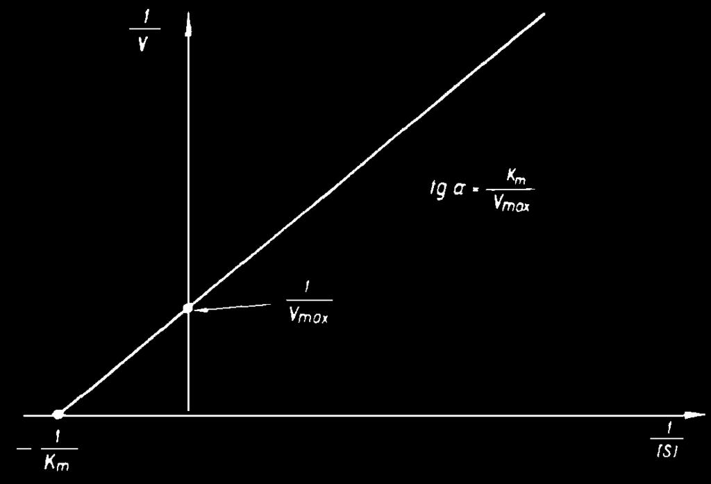 A szubsztrátkoncentráció hatása A hiperbolikus függvényt nehéz kezelni, ezért linearizálják (Lineweaver-Burk ábrázolás) 1 KM 1 1 = +
