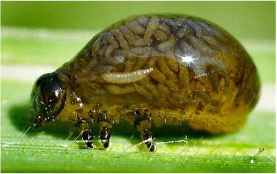e) Hiperparazitizmus: a hiperparaziták lárvái egyes parazitaként élő