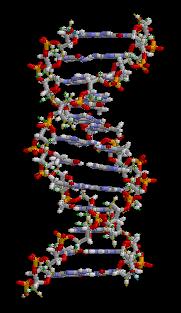 Hidrogénkötés: példa DNS