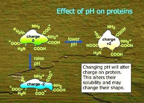 A közeg hatása A ph változása befolyásolja a protein töltését, ezen keresztül az oldhatóságát és