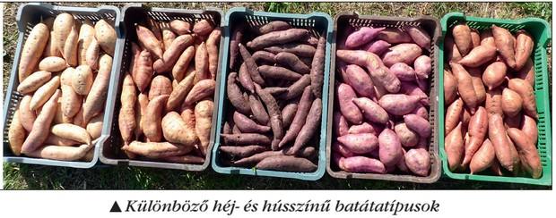 előkészített gumók 1186 kcal-t adnak le. A batáta 13-15 C-on, 80-85% relatív páratartalomban 4-6 hónapig tárolható. Szerző: Fehér Béláné dr.