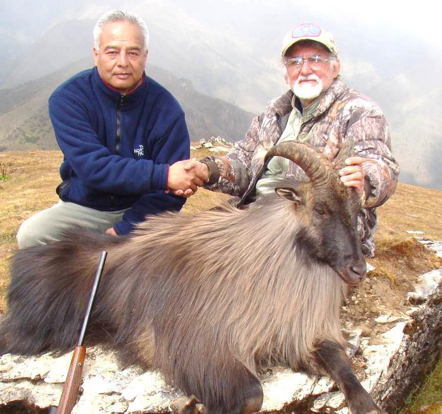 át Kasmírig és himalájai hegylánc déli oldaláig húzódik. A kék kosok élősúlya 50 65 kg, élőhelyük a magashegységek 3.800 5.500 m-es régiójában található.