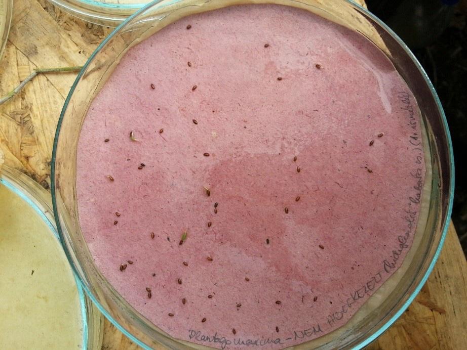 Az óriás útifű csírázásbiológiája tuk a magokat 5 C-on, ezt követően 2 hétig mélyhűtőben 15 C-on, majd újabb 1 hétig hűtőszekrényben 5 C-on.