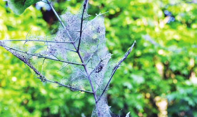 Hernyója zöldessárga vagy sárga, hátán sötétszürke vagy fekete sáv van, szemölcsei a hátán feketék, oldalain narancsszínűek, levelekkel és növényi szövetekkel táplálkoznak.