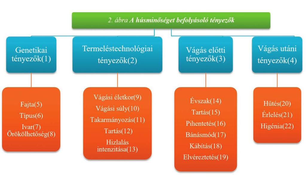 11 2. ábra A húsminőséget befolyásoló tényezők A húsminőséget számos tényező befolyásolja, többek között a fajta, a tartás, a takarmányozás, a szállítás, a vágás előtti pihentetés, a vágási